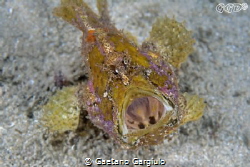 rare, a swimming frogfish. not-elicited behavior by Gaetano Gargiulo 